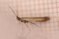 Coleophora alcyonipennella