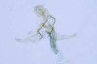 Gynnidomorpha vectisana