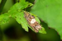 Epiblema sticticana