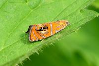 Olethreutes arcuella
