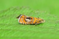 Olethreutes arcuella