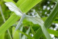 Pterophorus pentadactylus