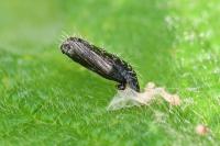 Capperia fusca
