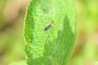 Capperia fusca
