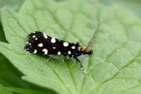Euplocamus anthracinalis