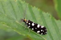 Euplocamus anthracinalis