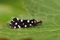 Euplocamus anthracinalis