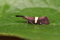 Eidophasia messingiella