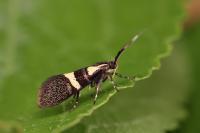Dasycera oliviella