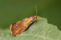 Ptycholoma lecheana