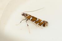 Dialectica imperialella