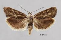 Brachodes funebris