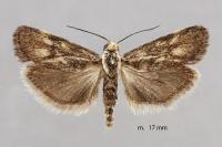 Brachodes funebris