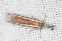 Pleurota aristella