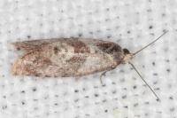 Cochylidia heydeniana