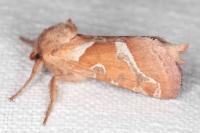 Triodia sylvina