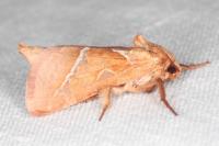 Triodia sylvina