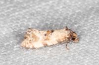 Neocochylis molliculana