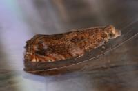 Epinotia abbreviana