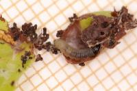Rhopobota naevana