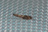 Coccidiphila