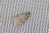 Cnephasia