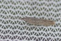 Coleophora