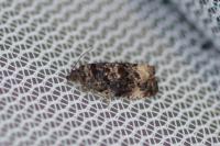 Endothenia