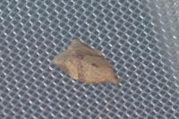 Clepsis consimilana