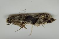 Nemapogon granellus