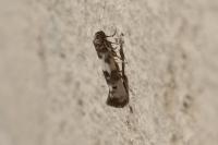 Enolmis acanthella