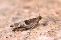 Ancylis sparulana