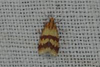 Aethes sanguinana