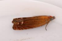 Lathronympha strigana