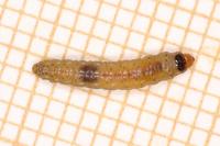 Lathronympha strigana
