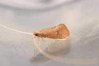 Nematopogon metaxella