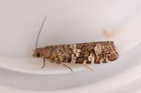Epinotia fraternana