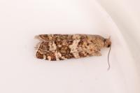 Epinotia fraternana