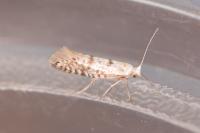 Argyresthia fundella