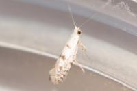 Argyresthia fundella
