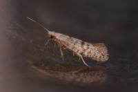 Argyresthia fundella
