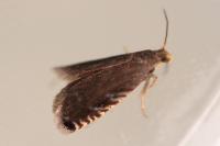 Pammene germmana