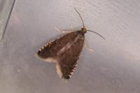 Pammene germmana