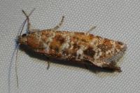 Rhyacionia pinivorana/miniatana