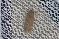 Bryotropha