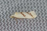 Aethes flagellana