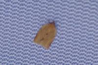 Clepsis consimilana