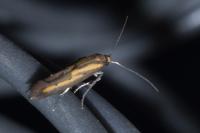 Ochromolopis ictella