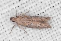 Rosetea rosetella