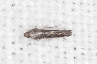 Metriochroa latifoliella